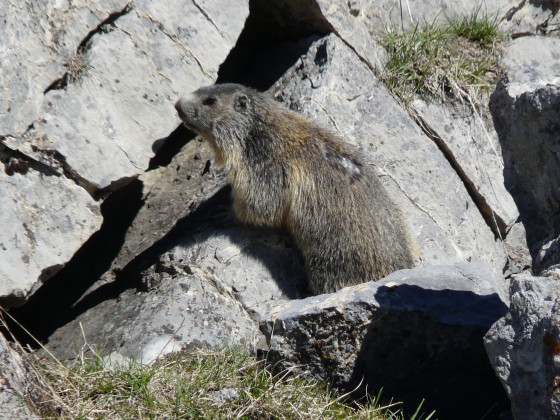 Marmotte