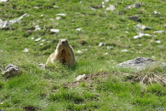Marmotte