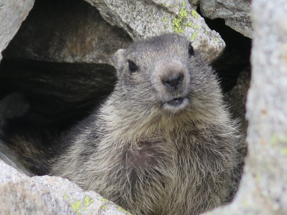 Marmotte!