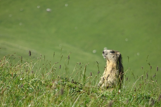 Marmotte