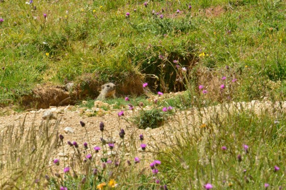 Marmotte