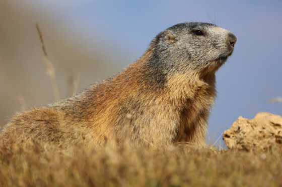 MARMOTTE