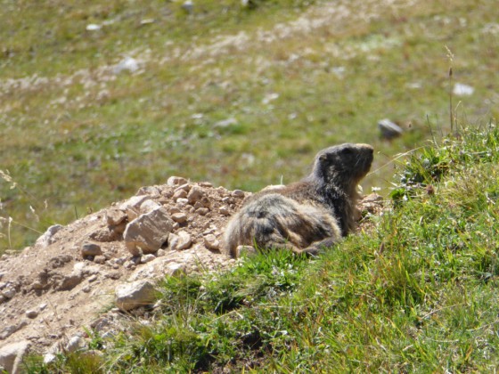 Marmotte