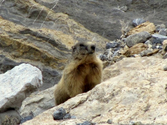 marmotte