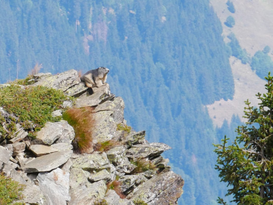 Marmotte