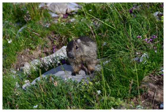 Marmotte