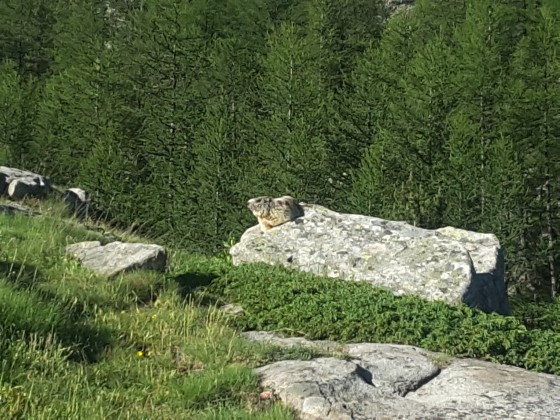 Marmotte
