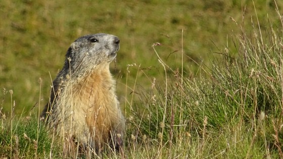 Marmotte
