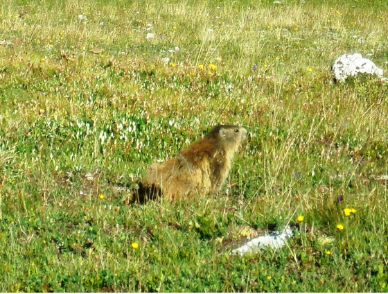 Marmotte
