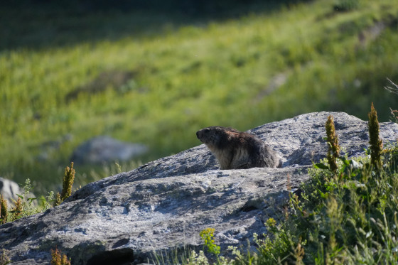 Marmotte