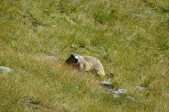 Marmotte
