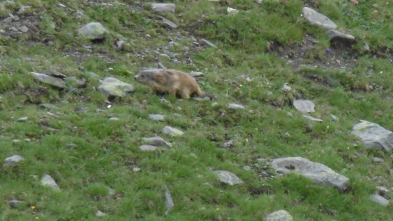 Marmotte