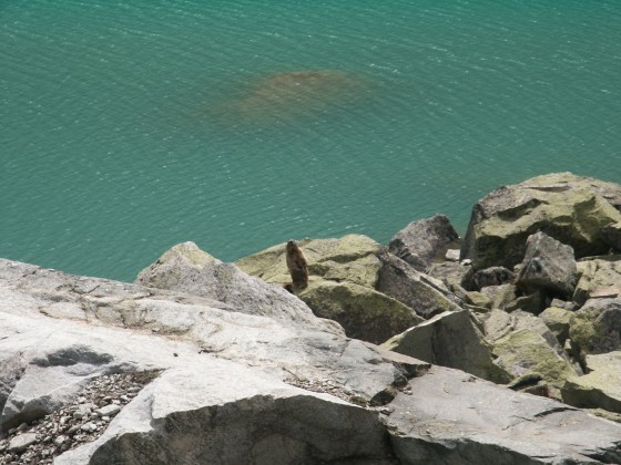 Marmotte Marmotte