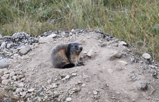 Marmotte vue sur le sentier découverte