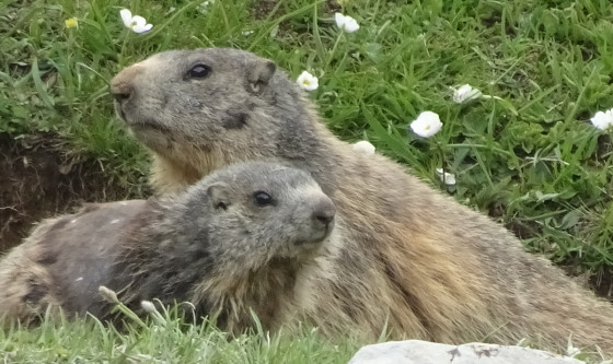 marmottes