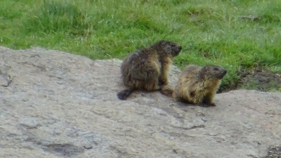 Marmottes