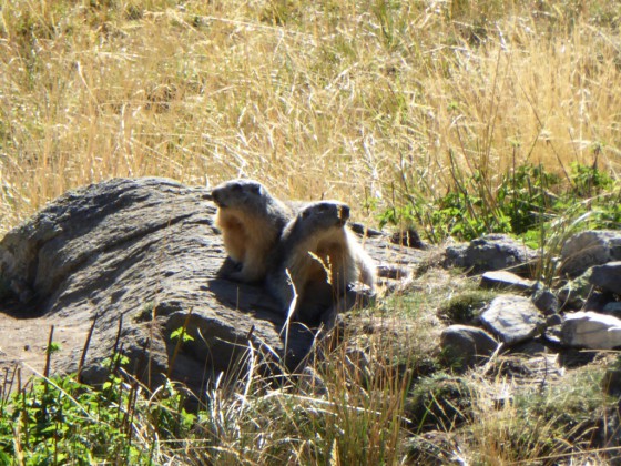 Marmottes