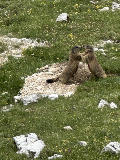 Marmottes