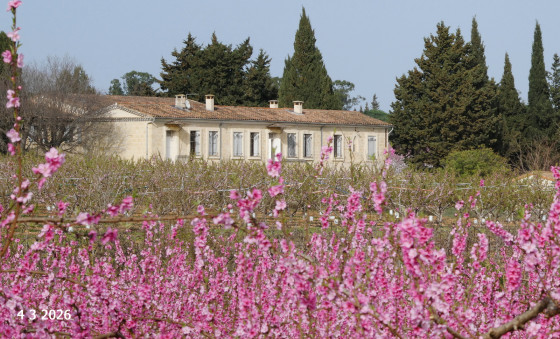 mas Fushia