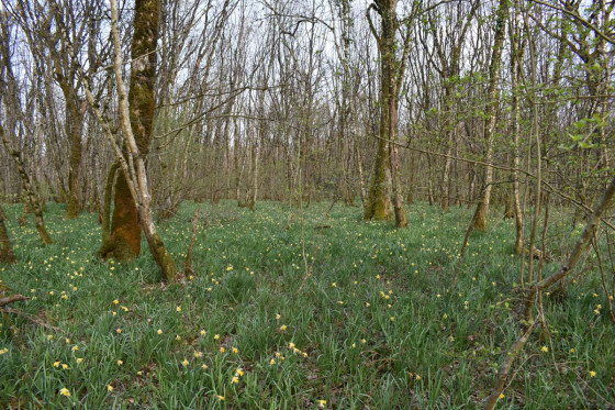 Massif de jonquilles