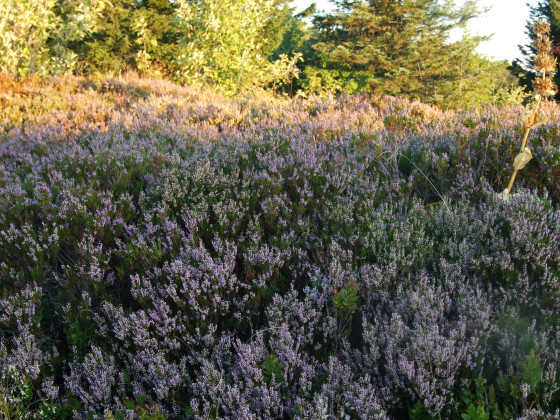 Massifs de Fleurs