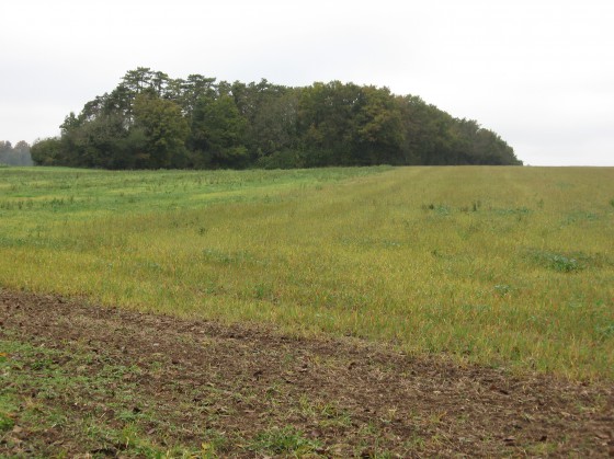 Maubranche. La Terre à Guedon.Ancien camp romain.