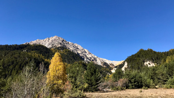 Mélèze en feu dans la Combe Saint Martin
