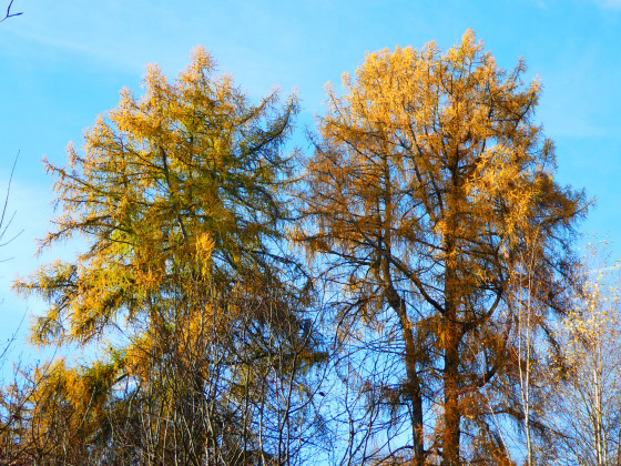 Mélèzes dans toute leur splendeur automnale