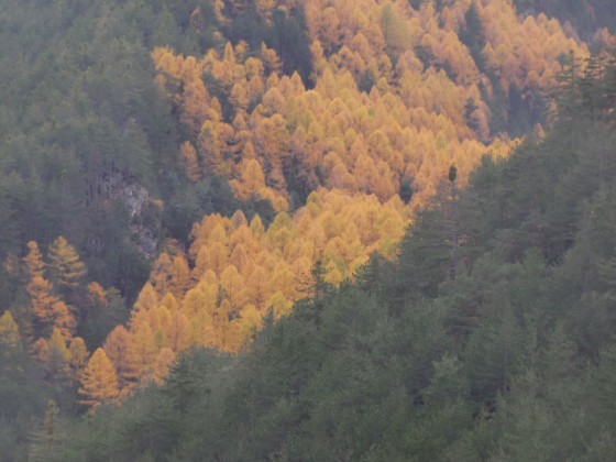 mélèzes en automne