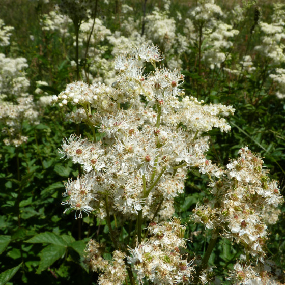 Fleurs à maturité