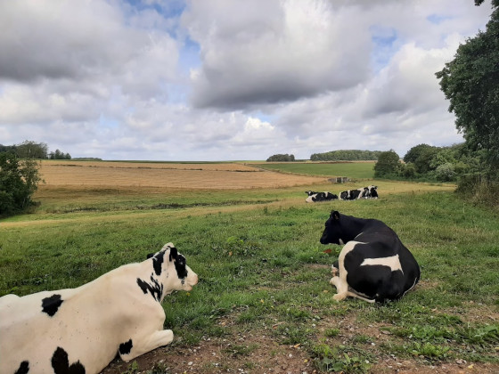 Même les vaches contemple le paysage
