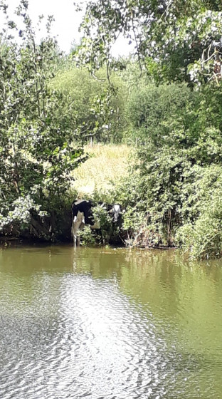 Vache