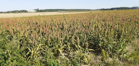 M&eacute;nars &agrave; l'horizon et un champ de millet