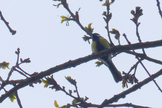Mésange charbonnière