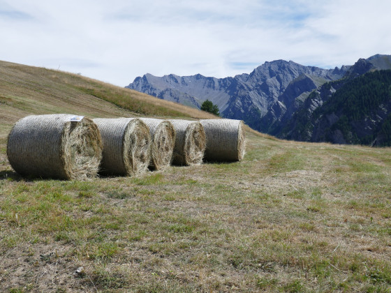 Balles de foin