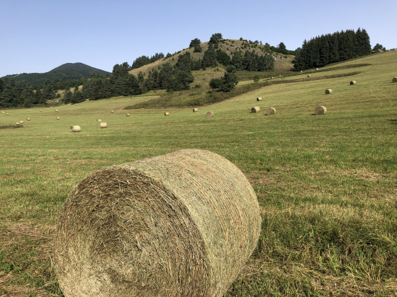 Meules de foins