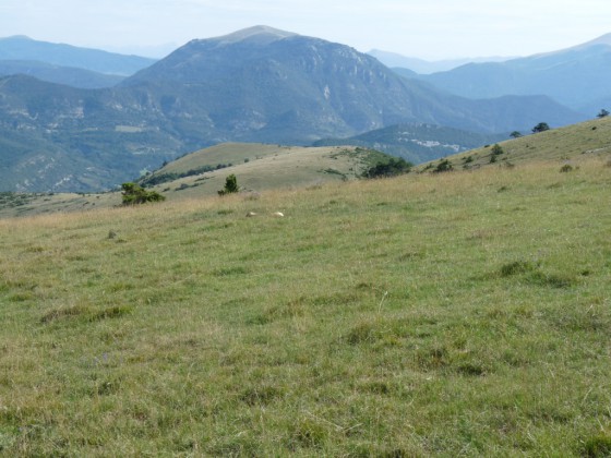 Mielandre