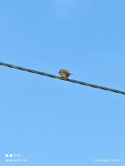 moineau sur son fil