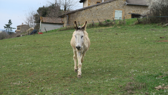 Moiré - Patrick ou Cadichon ?