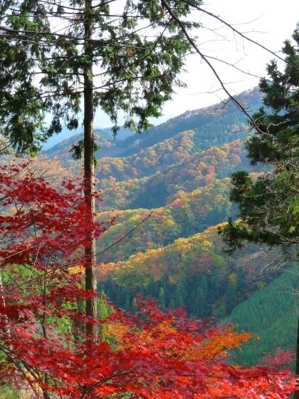 Momiji