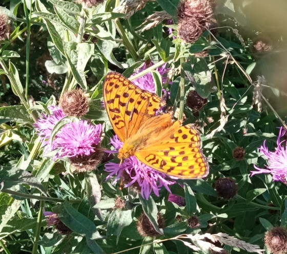 Papillon