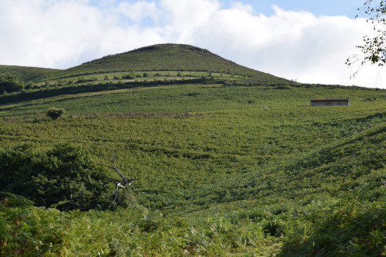 Mont