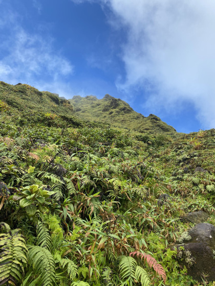 Montagne pel&eacute;e