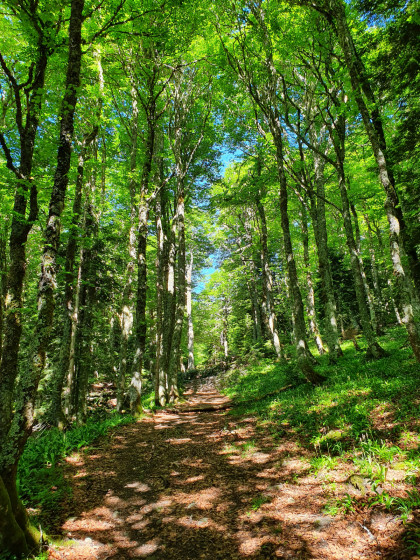 Montée dans la forêt au-dessus du Lac de Bious-Artigues vers le Vallon d\'Aas de Bielle