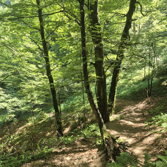 Montée dans la forêt de hêtres