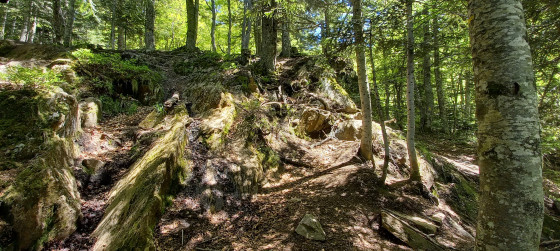 Montée dans la forêt