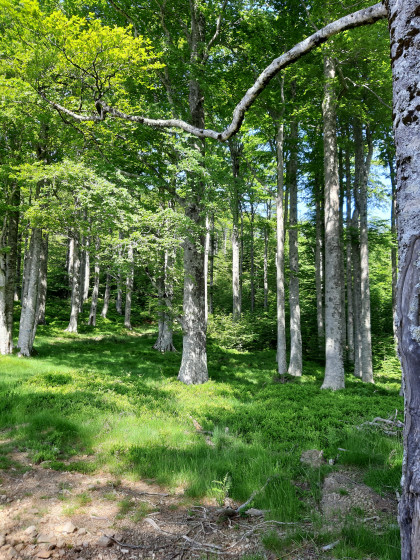 Mont&eacute;e dans la h&ecirc;traie