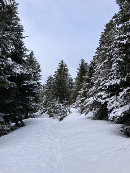Mont&eacute;e dans le bois de pins