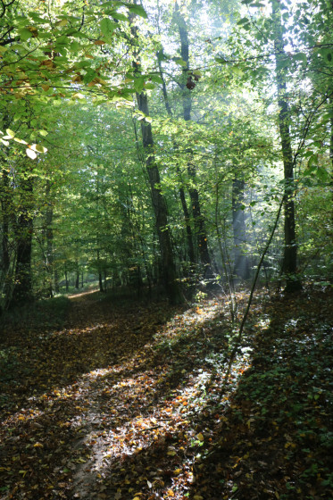 Montée dans le Bois de Ringeldorf