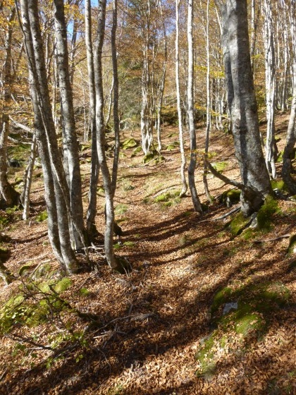 Montée dans le bois